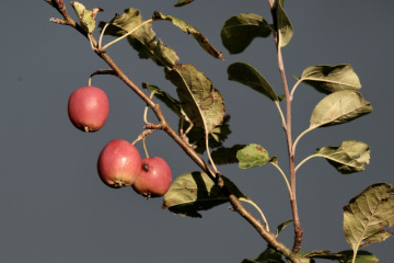 5BDACE1C-CCEC-4535-BE83-ED951D692FFB