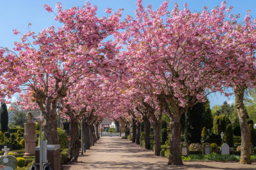 Bredebro Kirkeallé 29. april 2024