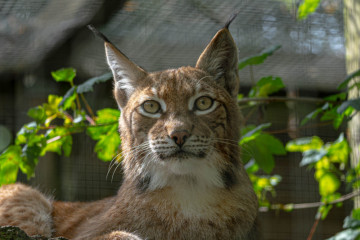 Lintrup Zoo 20. juli 2021