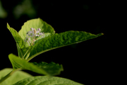2-