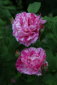AM-rose-24-juni-2020