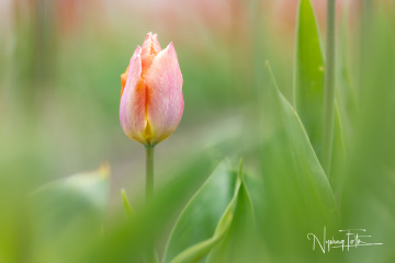 Tulipan