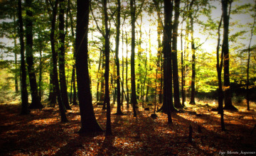 2-efterårsskoven