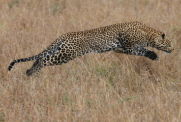 Kenya3