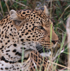 Kenya4