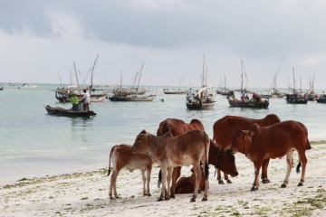 Zanzibar1