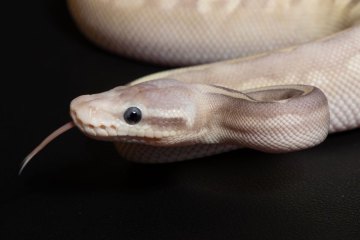 72-C