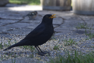 Vores glade stær